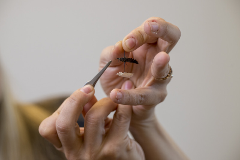 Kissing bugs can transmit a parasite, Trypanosoma cruzi through its feces.