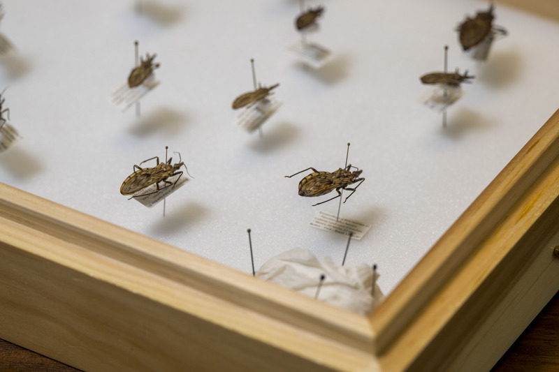  Kissing bugs can carry a parasite that causes Chagas disease, a disease that can lead to serious heart problems. 