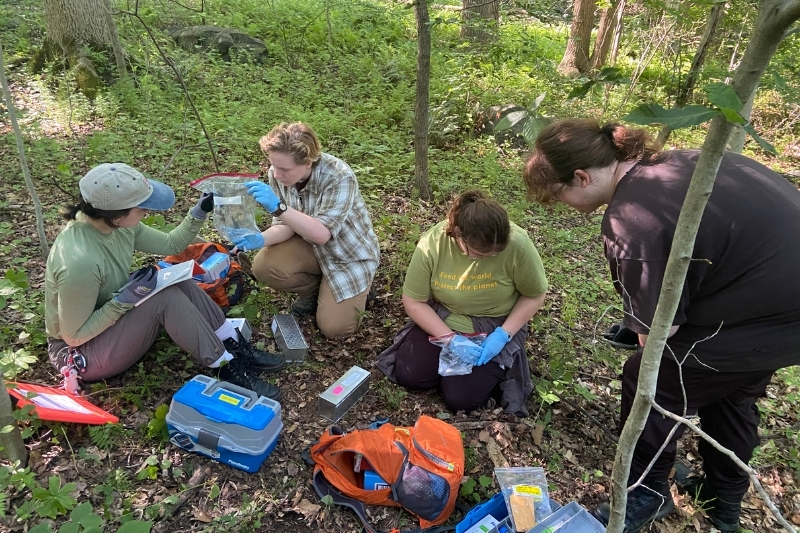 Student-interns from UD live-trap and release mice in an effort to understand the spread of Lyme disease. 