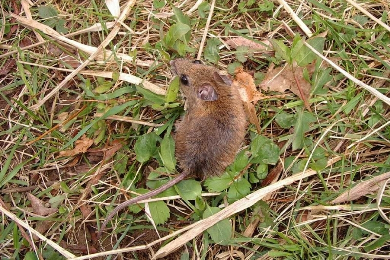 White-footed mice play a major role in the spread of Lyme disease. More often than not, ticks pick up Borrelia burgdorferi, the bacteria responsible for Lyme disease, from feeding on white-footed mice.