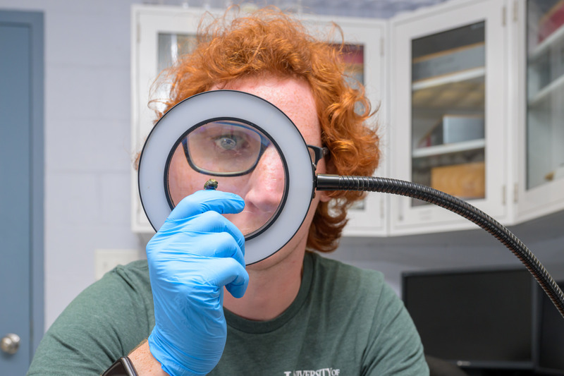 Buchanan eyes a mud snail up close in the Hale lab.