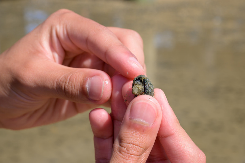 The humble mud snail measures only about an inch long, yet it performs an important ecosystem function, helping to shape intertidal communities as it consumes dead and decaying marine material.