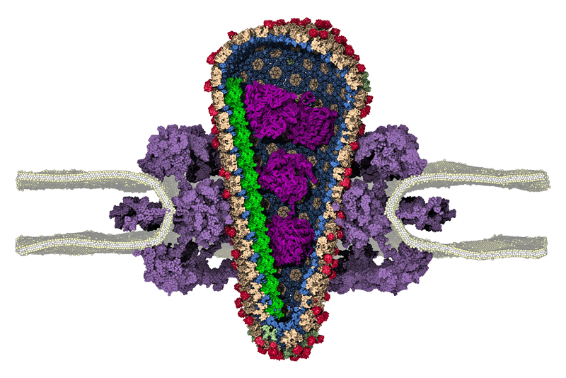 国際共同研究がウイルス機構の重要部分を解明(International Collaboration Uncovers Key Piece of Virus&rsquo;s Machinery)