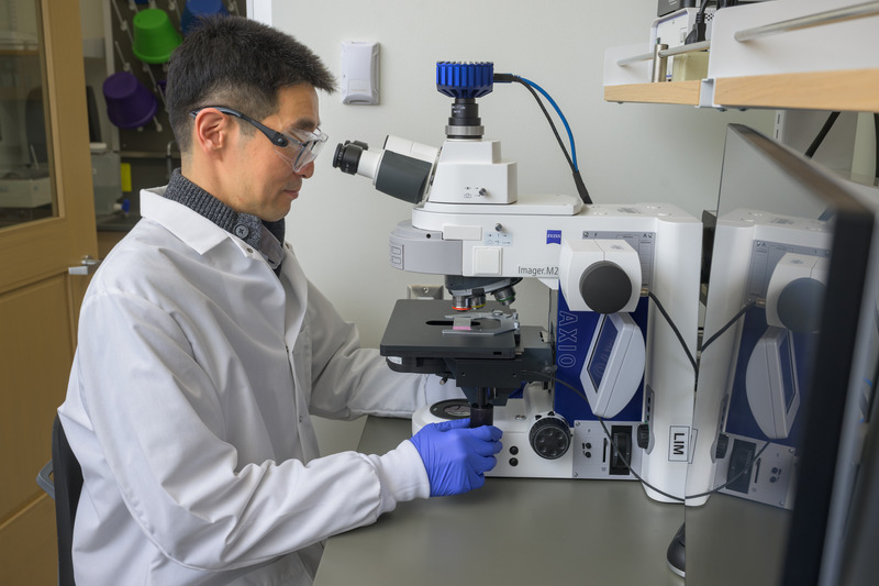 Joohyun “Jason” Lim, assistant professor of biological sciences, views tissue samples under a high-powered microscope as he works to understand the genetic causes of jaw joint problems.