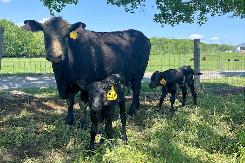 Twin pregnancies are not common in beef cattle. These healthy twins were born in May 2025 on the College of Agriculture and Natural Resources' Webb Farm. 