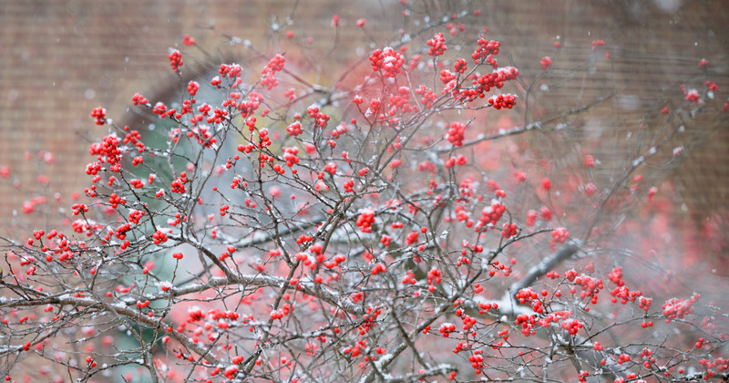 Campus winter beauty