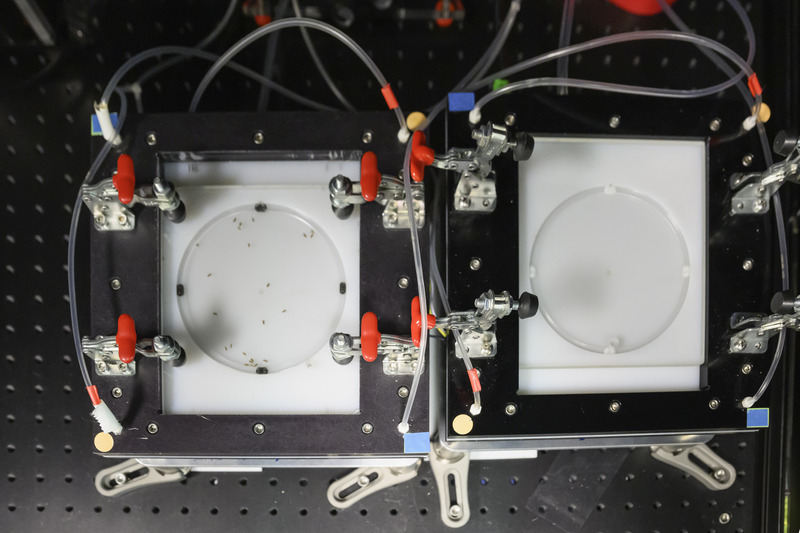 Fruit flies (on the left) in the equipment used to assess learning and memory performance. Shao said the flies can tell us a lot about human bodies as we share about 60% of human disease-related genes.