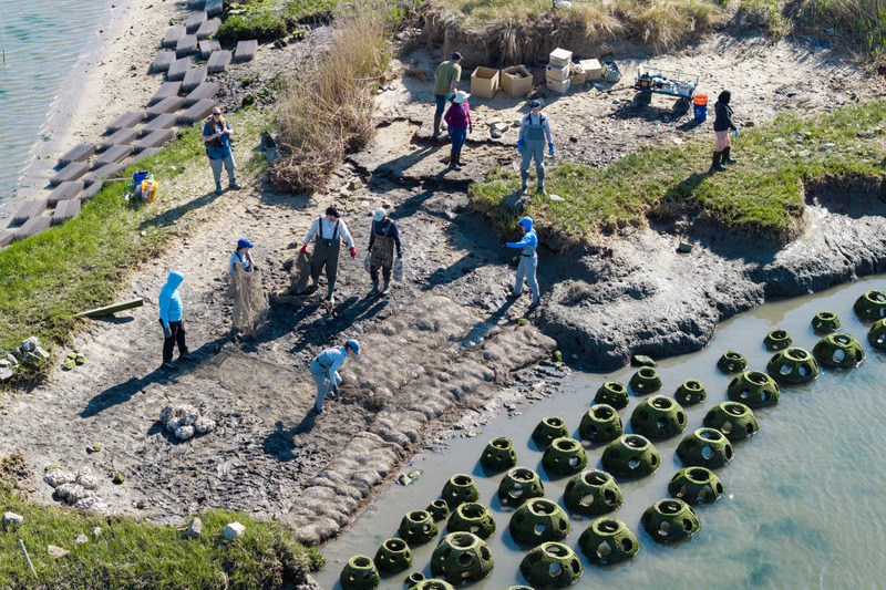Living shorelines are nature-based structures that use natural materials like plants, sand, rock and oyster shells to stabilize shorelines and protect them from erosion. Unlike hard structures, such as sea walls, living shorelines can work with and adapt with nature to provide environmental benefits like habitat for wildlife, improved water quality and increased resilience to storms.