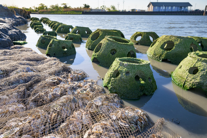 The structures provide habitat for species that settle on the shoreline, as well as for migratory species that might use them briefly.