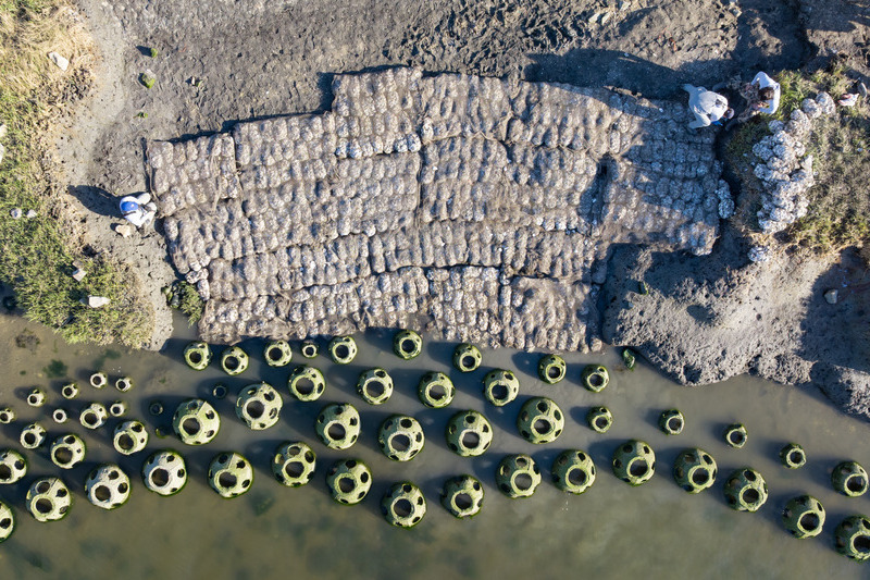 The living shoreline will not only protect the boat basin but also provide opportunities for aquaculture and observing how native plants can defend against erosion. 