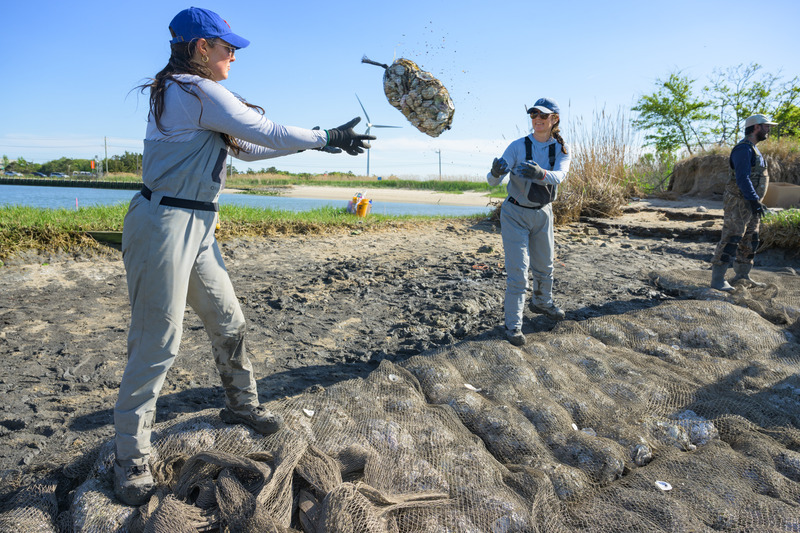 Leigh Muldrow (right), a plant and soil sciences doctoral student who worked on the shoreline design, helps install the living shoreline.
