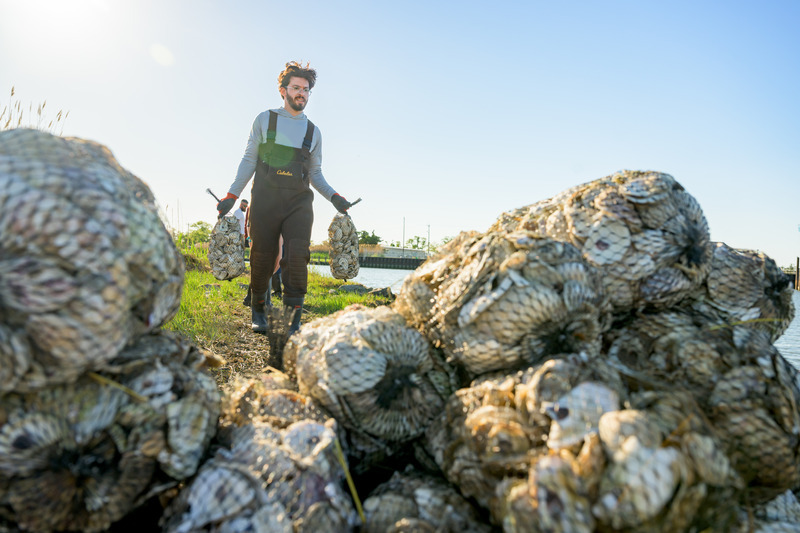 Ali Jarrar, a master’s student in Head’s research group, brings bags of oysters to the living shoreline. Oyster shell materials and oyster reefs are known to reduce wave energy and potentially trap sediments, which can encourage natural plant growth.