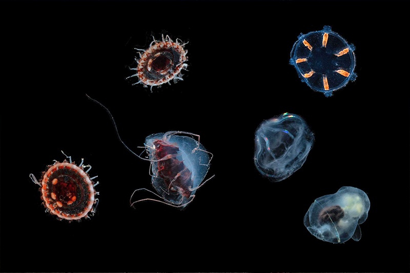 Pictured are some of the organisms found at hydrothermal vents and the water column above. 
