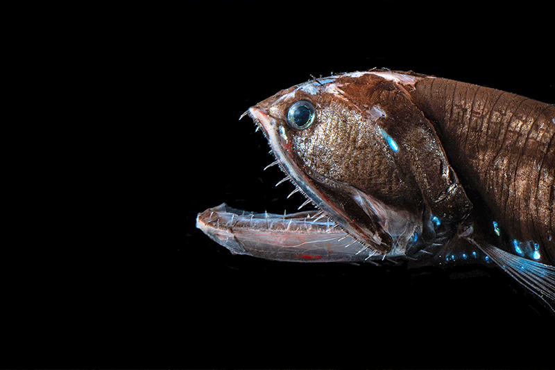Pictured is Sigmops elongatus, otherwise known as the elongated bristlemouth fish, which lives in the twilight zone of the ocean. The bristlemouth has needle-like fangs and a long lower jaw. It also sprouts light-producing organs on its belly as a juvenile to create counter-illumination, allowing it to blend in with the light from above and confuse predators below. 