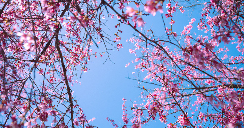 Cherry blossoms on campus