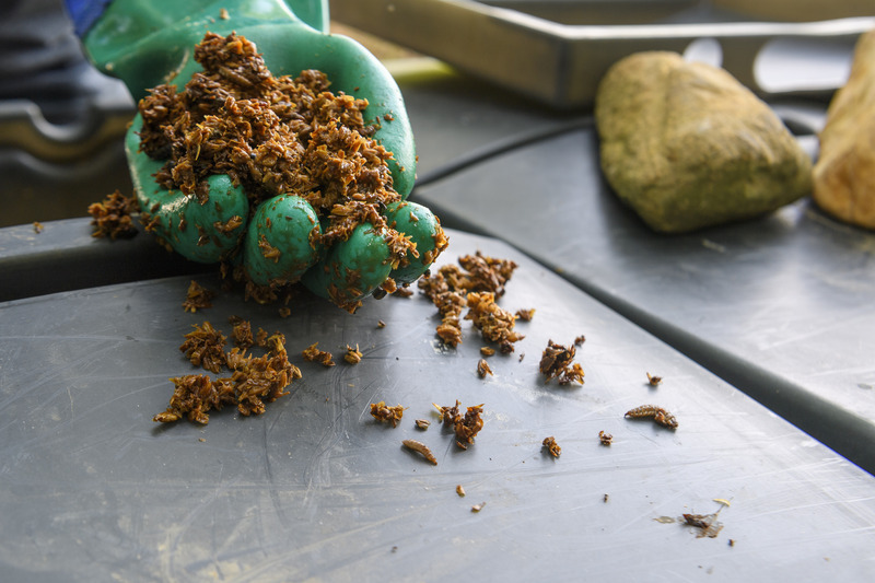 Black soldier fly larvae are able to break down food scraps that are moist, including most fruits and vegetables. They can’t handle scraps that are very dry and hard, such as eggshells, avocado skins or chicken bones. They can break down some meats and hard types of produce well if this waste is soaked or ground into mush in advance.