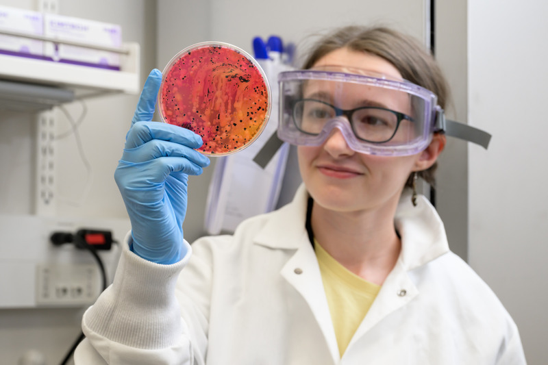 Elizabeth Heintzelman, a UD Class of 2028 4+1 (B.S. + M.S.) student student, holds up a plate that has salmonella. The researchers want to evaluate how safe the composting process is before using insect frass as a soil compost or feeding insects to livestock, as they don’t want anyone or any animals to get sick.  
