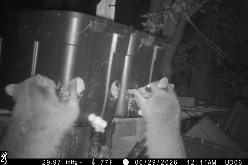 Raccoons broke into food bins, robbing them of their contents in this June 29 photo.