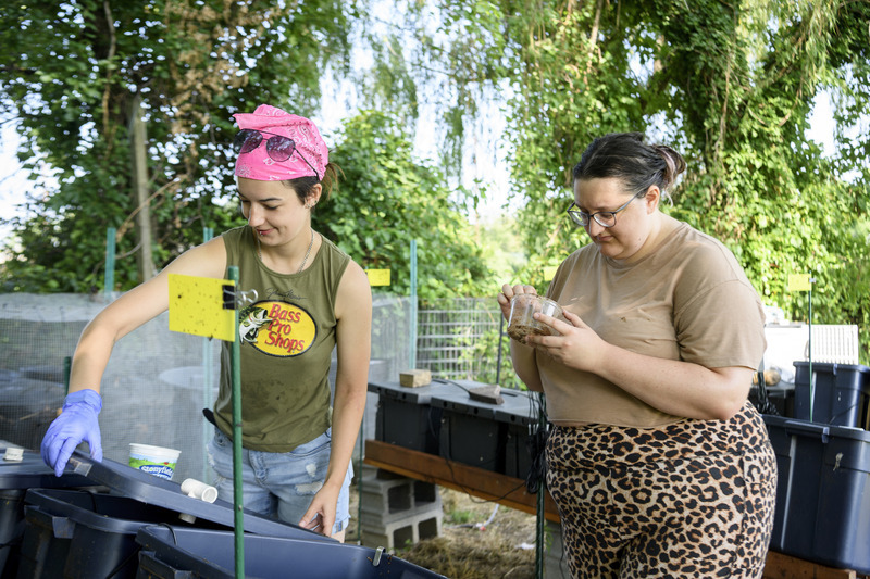 Trinity Antoszewski, an M.S. in Entomology student, and Ryplee Davis, a UD Class of 2028 insect ecology and conservation and wildlife ecology and conservation double major, check on the black soldier fly larvae.