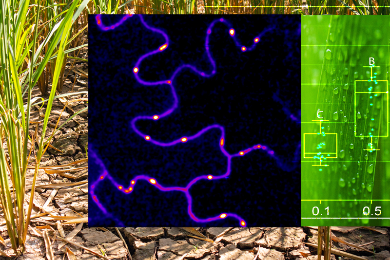 UD plant scientists have uncovered new knowledge that tiny nanopores called plasmodesmata send alert signals between plant cells, generating a huge burst of hydrogen peroxide when a plant is wounded.