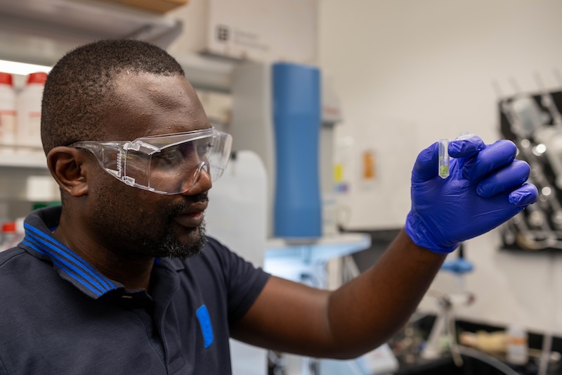Deji Adekanye, a postdoctoral researcher in the Caplan lab, prepares tissue samples from Nicotiana, a tobacco plant found in the Nightshade family for proteomics study.