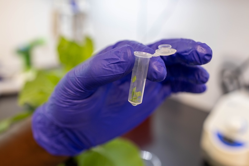 Tobacco plant leaf fragments ready for proteomics study.