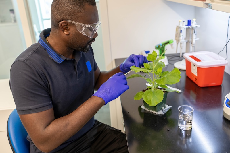 Deji Adekanye, a postdoctoral researcher in the Caplan lab, takes tissue samples from Nicotiana, a tobacco plant found in the Nightshade family.