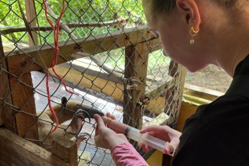 UD senior Emma Carpenter feeds an anteater during a volunteer trip to Peru with WorldWide Vets. Carpenter is inspired by her UD professors, who both teach and practice veterinary medicine. She hopes to follow in their footsteps after she graduates with a B.S. in Pre-Veterinary Medicine and an M.S. in STEM Education through the 4+1 program. 