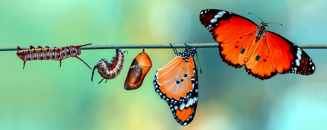 Photo illustration of each phase of the transition from a caterpillar transforming into a butterfly is shown side by side on a branch