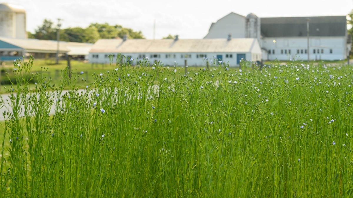 A verdant wildflower patch on UD Farm.