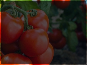 Link to a PDF of page of vegetable recommendations 