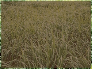 Link to a PDF of nutrient recommendations for warm season new seeding.