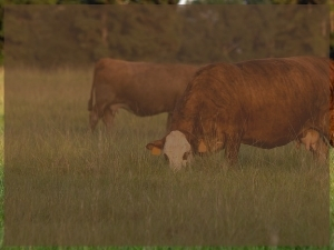 Link to a PDF of nutrient recommendations for warm season established pasture.