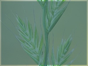 Link to a PDF of nutrient recommendations for cool season new seeding.