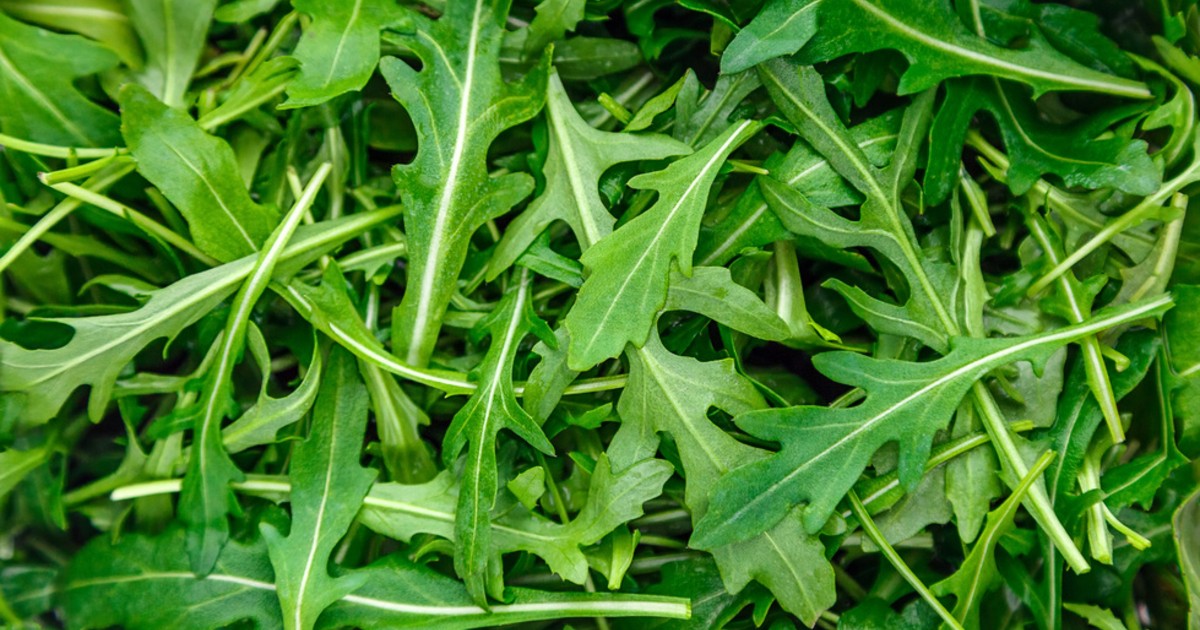 Green leafy arugula