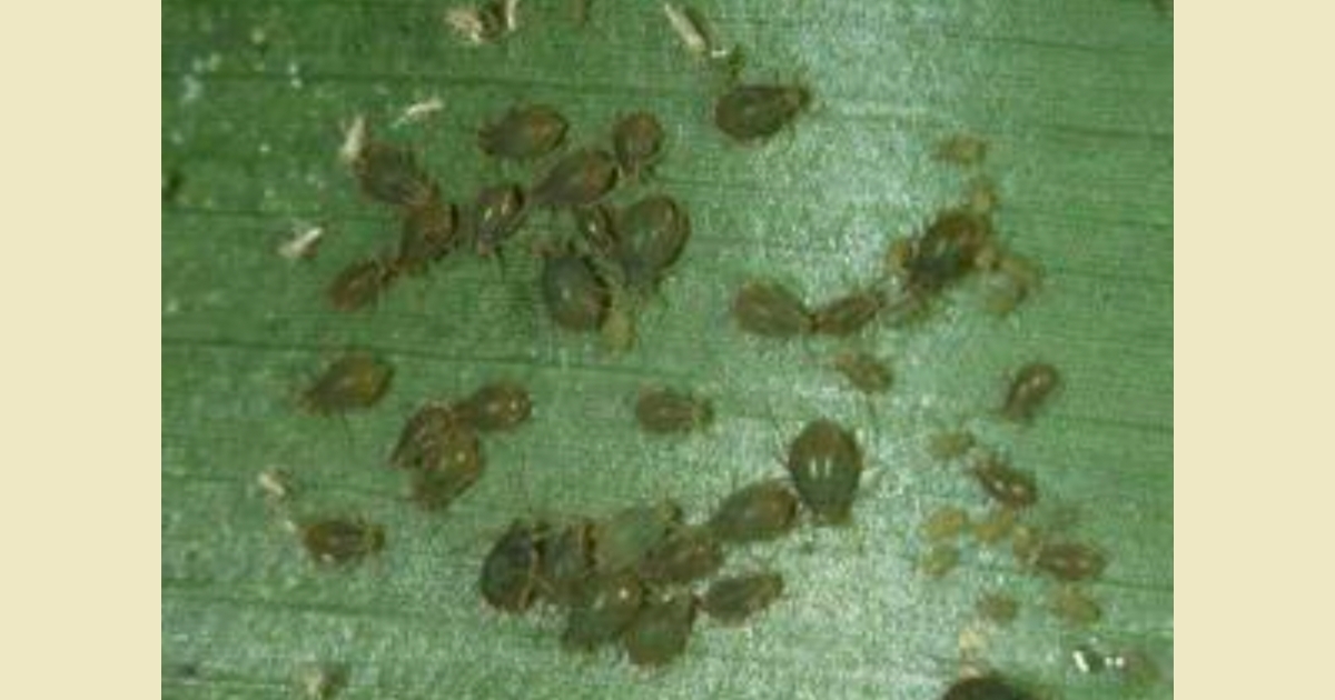 Fig 2: Bird cherry-oat aphids