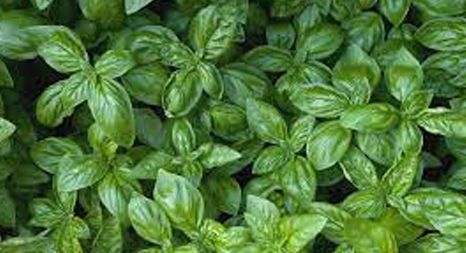 Basil photo courtesy of Gail Hermenau.