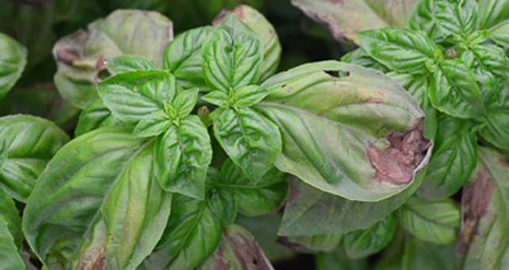 Basil photo courtesy of Gail Hermenau.