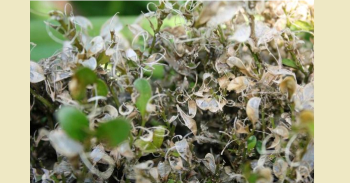 Figure 3: Damage from Box Tree Moth, Ferenc Lakatos, University of Sopron, Bugwood.org
