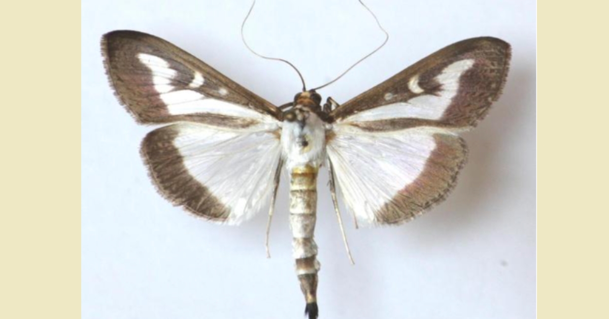 Figure 2: Box Tree Moth, Szablocs Sáfián, University of West Hungary, Bugwood.org