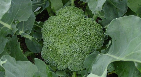 A photo of a broccoli crown