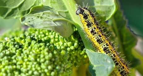 A cabbage worm