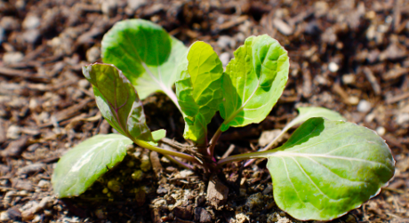 A photo of a young brussel sprout 