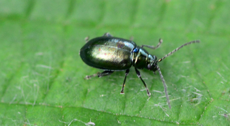 A flea beetle