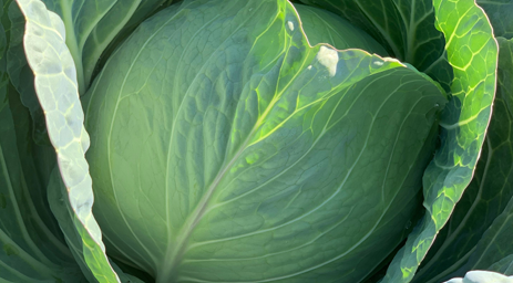 Cabbage photo courtesy of Gail Hermenau.