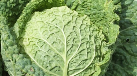 Cabbage photo courtesy of Gail Hermenau.