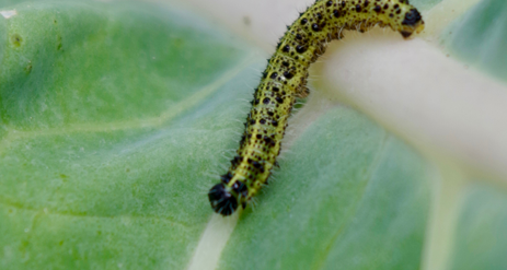 Cabbage worm photo courtesy of Gail Hermenau.