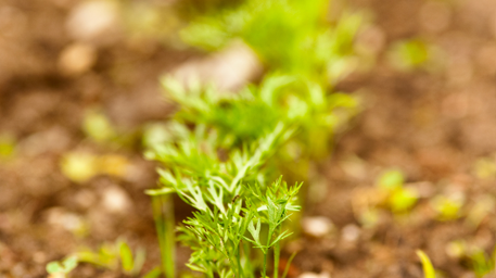 The top of a carrot planted in the soil