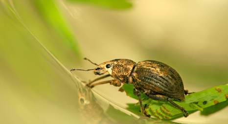 A carrot weevil