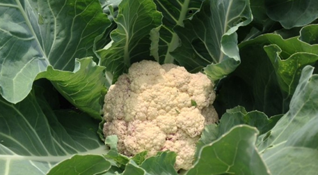 Cauliflower photo courtesy of Gail Hermenau.